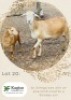 1+1X MEATMASTER Ewe + Lamb Kagiso Bafentse