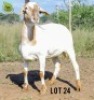 WITHDRAWN - 1X MEATMASTER Botswana Meatmaster Breeders Society