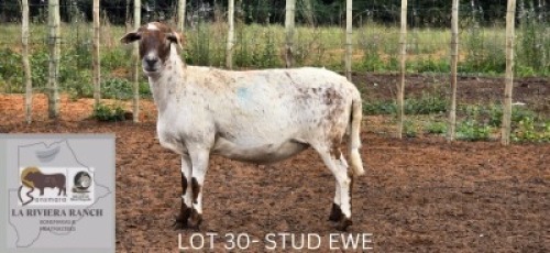 1X MEATMASTER Ewe LaRiviera Meatmasters