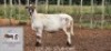1X MEATMASTER Ewe LaRiviera Meatmasters