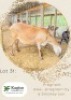 1X MEATMASTER Ewe Kagiso Farming Enterprises