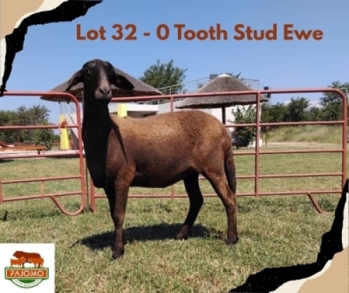 1X MEATMASTER Ewe Pajomo Holdings