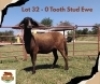1X MEATMASTER Ewe Pajomo Holdings