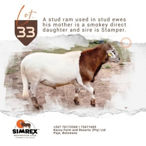 1X MEATMASTER Male Rex Mothobi