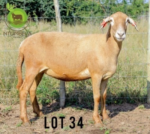 1X MEATMASTER Ewe Ntombela Farms