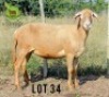 1X MEATMASTER Ewe Ntombela Farms