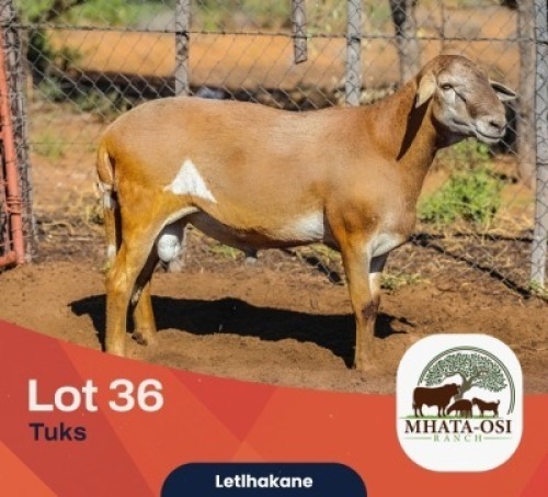 WITHDRAWN - 1X MEATMASTER Mhata-Osi Ranch