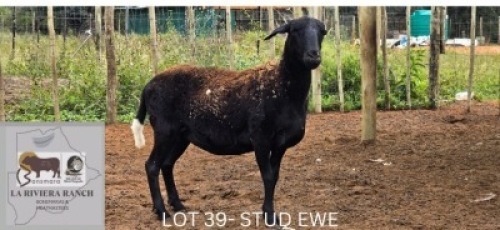 WITHDRAWN - 1X MEATMASTER Botswana Meatmaster Breeders Society