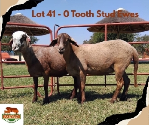 2X MEATMASTER Ewe Pajomo Holdings (Per animal to take the lot)