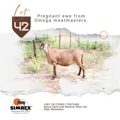 1X MEATMASTER Ewe Rex Mothobi