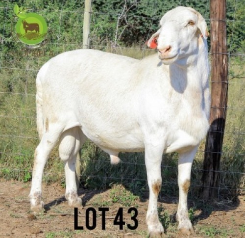 1X MEATMASTER Male Ntombela Farms