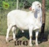 1X MEATMASTER Male Ntombela Farms