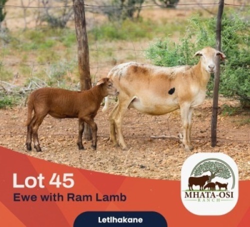 1+1X MEATMASTER Ewe Mhata-Osi Ranch