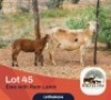 1+1X MEATMASTER Ewe Mhata-Osi Ranch