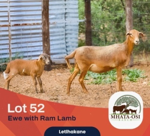 1+1X MEATMASTER Ewe + Lamb Mhata-Osi Ranch