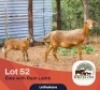 1+1X MEATMASTER Ewe + Lamb Mhata-Osi Ranch
