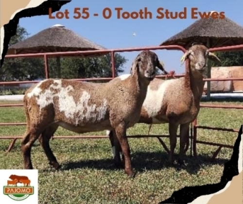 2X MEATMASTER Ewe Pajomo Holdings (Per animal to take the lot)