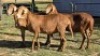 3X MEATMASTER EWE LIVESTOCK 88 84 PTY LTD (Per animal to take the lot)