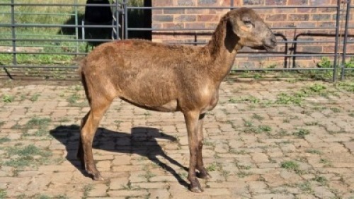 1X MEATMASTER EWE LIVESTOCK 88 84 PTY LTD