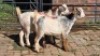 2X CROSS SKILDER BUCK & DOE LIVESTOCK 88 84 PTY LTD (Per animal to take the lot)
