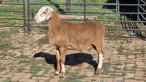 1X MEATMASTER EWE LIVESTOCK 88 84 PTY LTD