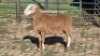 1X MEATMASTER EWE LIVESTOCK 88 84 PTY LTD