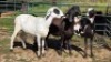 4X MEATMASTER EWE CDP AUCTIONEERS (Per animal to take the lot)