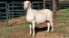 1X MEATMASTER EWE LIVESTOCK 88 84 PTY LTD