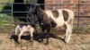 1+1X MEATMASTER EWE CDP AUCTIONEERS