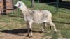 1X MEATMASTER EWE CDP AUCTIONEERS