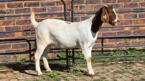 1X BOER GOAT DOE CDP AUCTIONEERS