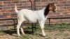 1X BOER GOAT DOE CDP AUCTIONEERS