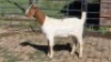 1X BOER GOAT DOE J.G. DUVENHAGE