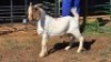 1X BOER GOAT BUCK JAY-LI ERASMUS