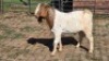 1X BOER GOAT BUCK JAY-LI ERASMUS
