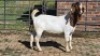 1X BOER GOAT BUCK VANTO BOERDERY