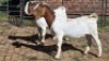 2X BOER GOAT BUCK VANTO BOERDERY (Per animal to take the lot)