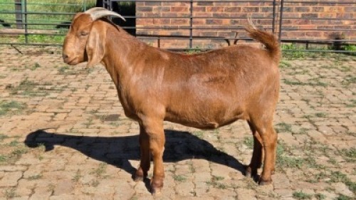 1X KALAHARI RED KAPATER VANTO BOERDERY