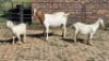 1+2X BOER GOAT DOE VANTO BOERDERY
