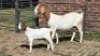 1+1X BOER GOAT DOE VANTO BOERDERY