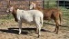 2X MEATMASTER RAM TW FOURIE (Per animal to take the lot)
