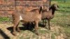 2X MEATMASTER RAM TW FOURIE (Per animal to take the lot)