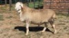 1X MEATMASTER RAM KLUYTS LIVESTOCK FARMING