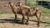 2X MEATMASTER EWE KLUYTS LIVESTOCK FARMING (Per animal to take the lot)