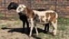 2X MEATMASTER RAM MOSIAMI ABEL NONG (Per animal to take the lot)