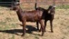 2X KALAHARI RED BUCK SUSAN KOTZE (Per animal to take the lot)