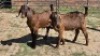 2X KALAHARI RED BUCK SUSAN KOTZE (Per animal to take the lot)
