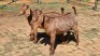 2X KALAHARI RED BUCK SUSAN KOTZE (Per animal to take the lot)