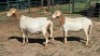 2X PEDI EWE CM VISSER (Per animal to take the lot)