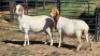 2X PEDI EWE CM VISSER (Per animal to take the lot)